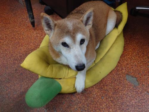 ???: 230? (??)????: -54.5? (2.8?)